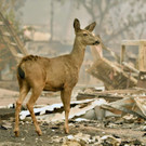 AFP_1AR00A.jpg