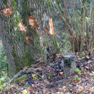 DSC00076.jpg
