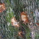 DSC00077.jpg