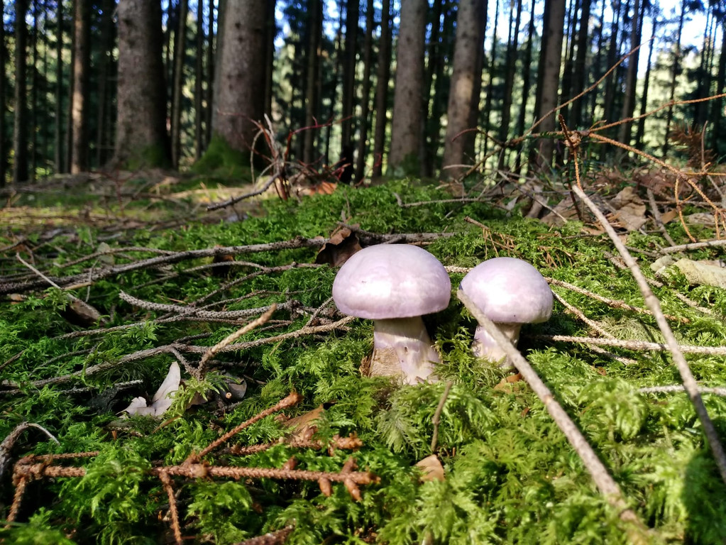 pilze3.jpg