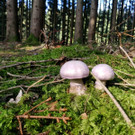 pilze3.jpg