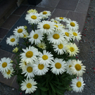 Schnifis Stark G  _3_.JPG