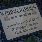 20181112_fmt_christbaum_Mirabell_mw-3.jpg