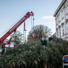 20181112_fmt_christbaum_Mirabell_mw-5.jpg