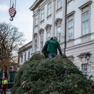 20181112_fmt_christbaum_Mirabell_mw-6.jpg