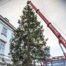 20181112_fmt_christbaum_Mirabell_mw-17.jpg