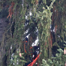 20181113fmt_baumobenrdorf_ta_005.JPG