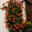 Sonntag Hartmann G  _7_.JPG