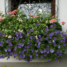 Sonntag Hartmann G  _8_.JPG