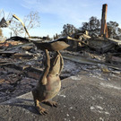 Southern_California_Wildfires_36523.jpg