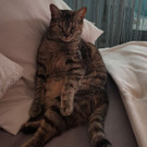 Laya