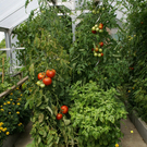 Th__ringen Tschann G .JPG