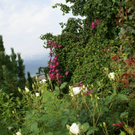 Th__ringerberg Nigsch G .JPG