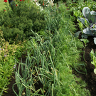 Th__ringerberg Nigsch G  _7_.JPG