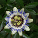 Th__ringerberg Nigsch G  _10_.JPG