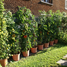 Bizau Angerer G  _5_.JPG