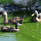 Bizau Angerer G  _7_.JPG