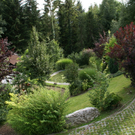 Doren GH Rose G .JPG