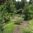 Doren GH Rose G  _4_.JPG