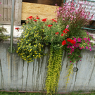 Doren GH Rose G  _5_.JPG