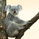 Koala-Weibchen Bunji ist da