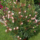 Egg Moosbrugger G  _3_.JPG