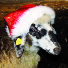 Steinschaf-Winter n.jpg