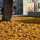DSC_0009.JPG