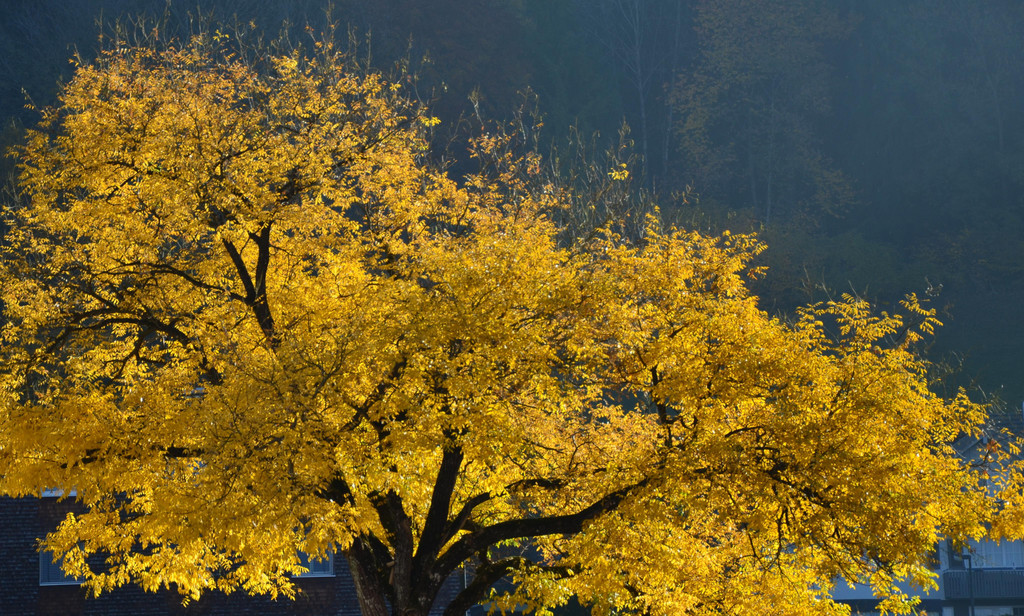 Natur 111118_7.JPG