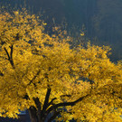 Natur 111118_7.JPG