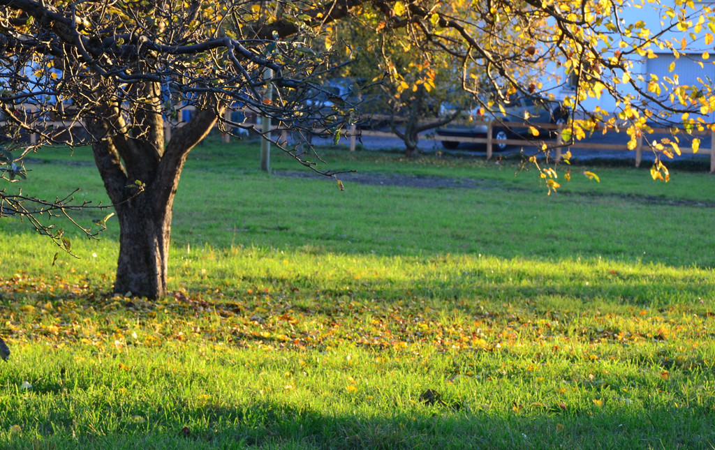 Natur 111118_11.JPG