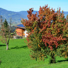 Natur 131018_9.JPG