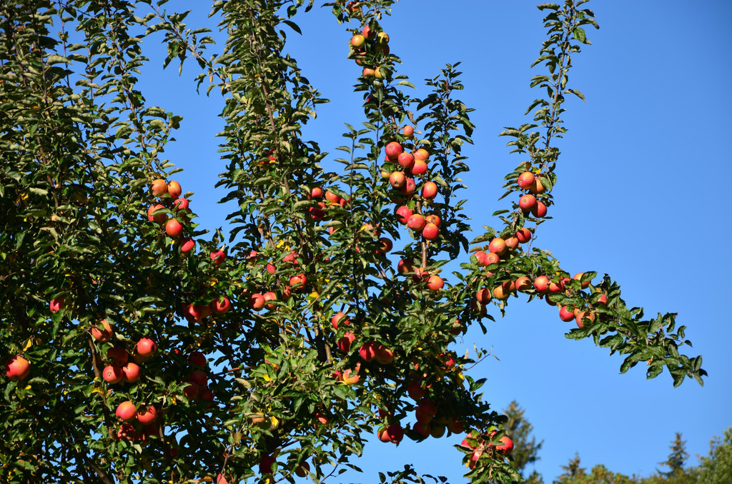 Natur 141018_9.JPG