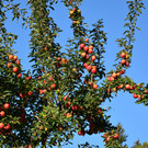 Natur 141018_9.JPG