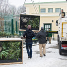 Panda-Zwillinge reisen nach China