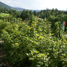 Riefensberg Hirschb__hl G  _19_.JPG