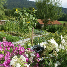 Riefensberg Hirschb__hl G  _20_.JPG