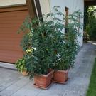 Altach Riedmann G  _4_.JPG