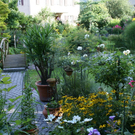 Altach Riedmann G  _12_.JPG