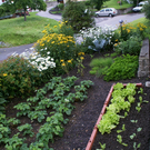 Fraxern Dobler G .JPG