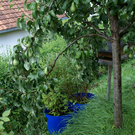 Fraxern Nachbauer Karin G .JPG