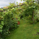 Fraxern Nachbauer Karin G  _7_.JPG