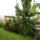 Fraxern Nachbauer Karin G  _9_.JPG