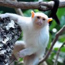 Silberäffchen im Haus des Meeres