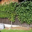 G__tzis Lampert G  _4_.JPG