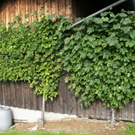 G__tzis Lampert G  _5_.JPG