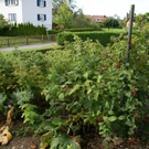 G__tzis Lampert G  _6_.JPG