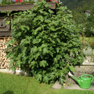 G__tzis Schiefer G  _2_.JPG