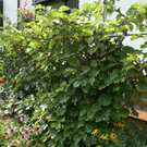 G__tzis Schiefer G  _7_.JPG