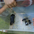 Hohenems K__nig G  _15_.JPG